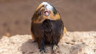 Ein Meerschweinchen streckt die Nase in die Luft und zeigt seine Zähne