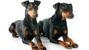 Der Manchester Terrier liebt es nicht nur kleine Nagetiere wie beispielsweise Ratten, Eichhörnchen oder Mäuse zu jagen, sondern auch mit seinen Menschen zu kuscheln. Daher wird er von vielen auch der „verkuschelte Jäger“ genannt.