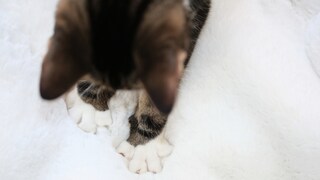 Katze massiert eine Dekce mit ihren Pfoten