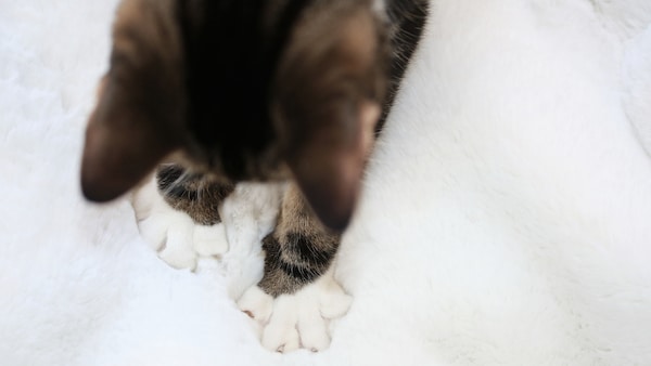 Katze massiert eine Dekce mit ihren Pfoten