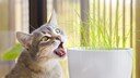 Graue Katze, die an Katzengras knabbert
