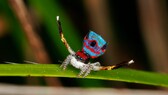 Maratus gemmifer Pfauen-Springspinne tanzt auf einem Blatt und zeigt ihre üpiigen Farben