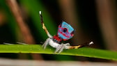 Maratus gemmifer Pfauen-Springspinne tanzt auf einem Blatt und zeigt ihre üpiigen Farben