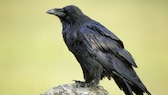 Rabe (Corvus corax) auf einem Stein sitzend