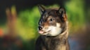 Der Shikoku, auch Kochi-Ken oder Shikoku Inu genannt, stammt aus Japan und ist nach der Region Shikoku benannt.