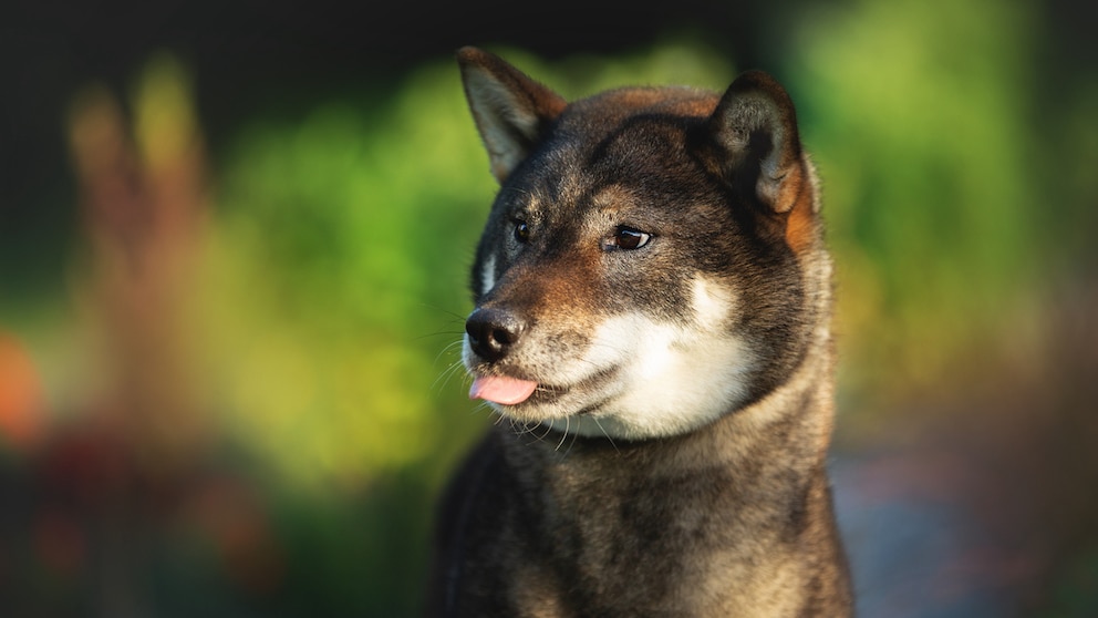 Der Shikoku, auch Kochi-Ken oder Shikoku Inu genannt, stammt aus Japan und ist nach der Region Shikoku benannt.