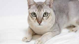 Singapura