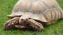 Eine Spornschildkr&ouml;te im Gras