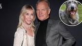 Sting und Frau Trudie Styler Collage mit Bild von Irischem Woflshund