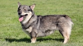 EIn Swedish Vallhund steht mit offenem Maul und heraushängender Zunge auf einer Wiese