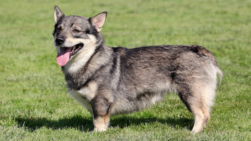 EIn Swedish Vallhund steht mit offenem Maul und heraushängender Zunge auf einer Wiese