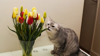 Katze frisst an Tulpen