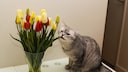 Katze frisst an Tulpen
