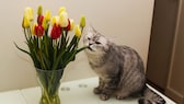 Katze frisst an Tulpen