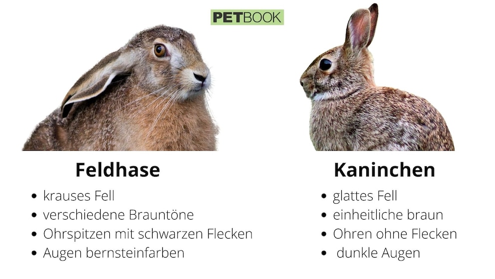 Vergleich zwischen Feldhase und Wildkaninchen