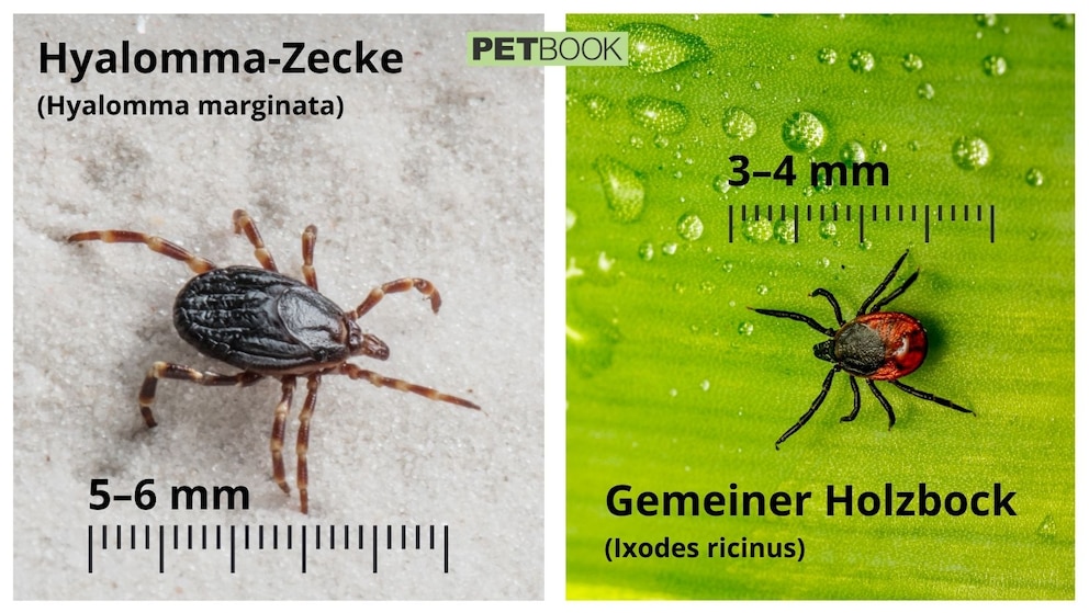 Infografik Vergleich Hyalomma-Zecke und Holzbock