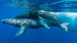 Vor der Küste Hawaiis konnten Fotografen erstmals den Geschlechtsakt eines Buckelwals beobachten. Beide Tiere waren Männchen.
