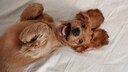 Cocker Spaniel Welpe, der auf dem R&uuml;cken liegt