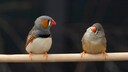 Ein Zebrafinken-M&auml;nnchen singt ein Lied f&uuml;r seine Vogel-Dame