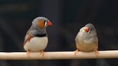 Ein Zebrafinken-Männchen singt ein Lied für seine Vogel-Dame