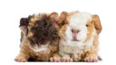 Zwei Alpaka-Meerschweinchen Freisteller