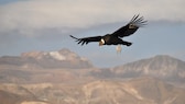 Ein Andenkondor gleitet durch die Luft