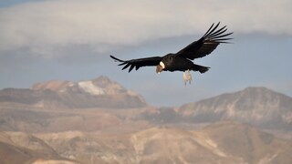 Ein Andenkondor gleitet durch die Luft