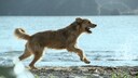 In dem Kinofilm &bdquo;Arthur der Gro&szlig;e&ldquo; spielt Filmhund Ukai die Rolle des ber&uuml;hmten Streuners Arthur