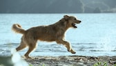 In dem Kinofilm „Arthur der Große“ spielt Filmhund Ukai die Rolle des berühmten Streuners Arthur