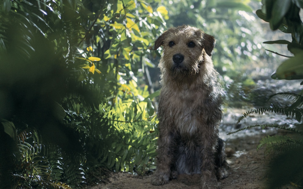 Filmhund Ukai aus Arthur der Große beim Dreh am Set