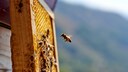 Honigbienen auf einer Wabe