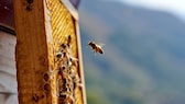 Honigbienen auf einer Wabe