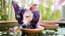 Eine „Chimären“-Katze sitzt auf einem Landteil im Teich