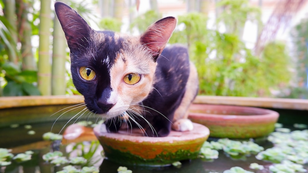 Eine „Chimären“-Katze sitzt auf einem Landteil im Teich