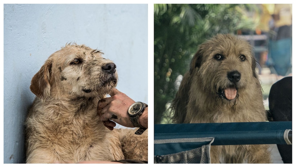 Kollage aus Bild von Hund Arthur und Filmhund Ukai am Set von Arthur der Große