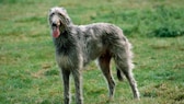 Deerhound