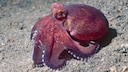Ein Kokosnuss-Oktopus läuft über den Meeresboden