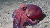 Ein Kokosnuss-Oktopus läuft über den Meeresboden