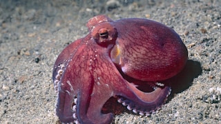 Ein Kokosnuss-Oktopus läuft über den Meeresboden