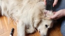 Diabetes beim Hund