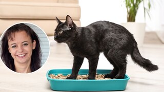 Katzenpsychologin Carmen Schell kennt sich mit den Bedürfnissen der Haustiere aus und ist oft überrascht, unter welchen Bedingungen viele Katzen trotzdem „in die Kiste“ machen