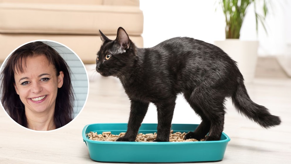 Katzenpsychologin Carmen Schell kennt sich mit den Bedürfnissen der Haustiere aus und ist oft überrascht, unter welchen Bedingungen viele Katzen trotzdem „in die Kiste“ machen
