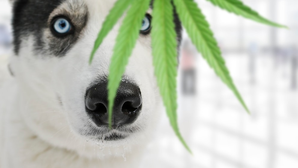 Husky schnuppert an einem Blatt einer Cannabis-Pflanze