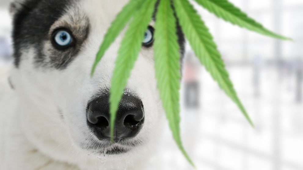 Husky schnuppert an einem Blatt einer Cannabis-Pflanze