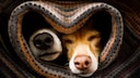 Zwei Hunde liegen eng aneinandergekuschelt unter einer Decke
