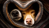 Zwei Hunde liegen eng aneinandergekuschelt unter einer Decke