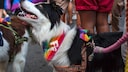 Auf vielen Demonstrationen haben einige Halter ihre Haustiere dabei. Doch wie gut ist das tatsächlich für Hunde?