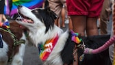 Auf vielen Demonstrationen haben einige Halter ihre Haustiere dabei. Doch wie gut ist das tatsächlich für Hunde?