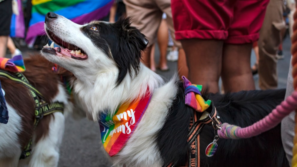 Auf vielen Demonstrationen haben einige Halter ihre Haustiere dabei. Doch wie gut ist das tatsächlich für Hunde?