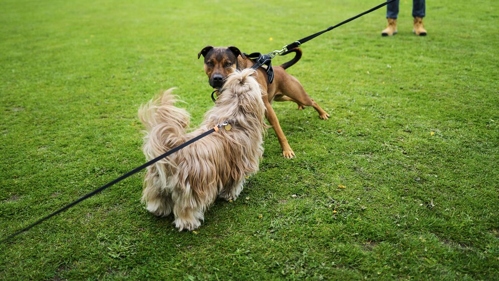 Zwei Hunde treffen sich angeleint auf einer Wiese